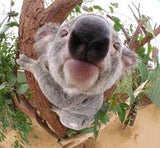 Cute Koala Nose